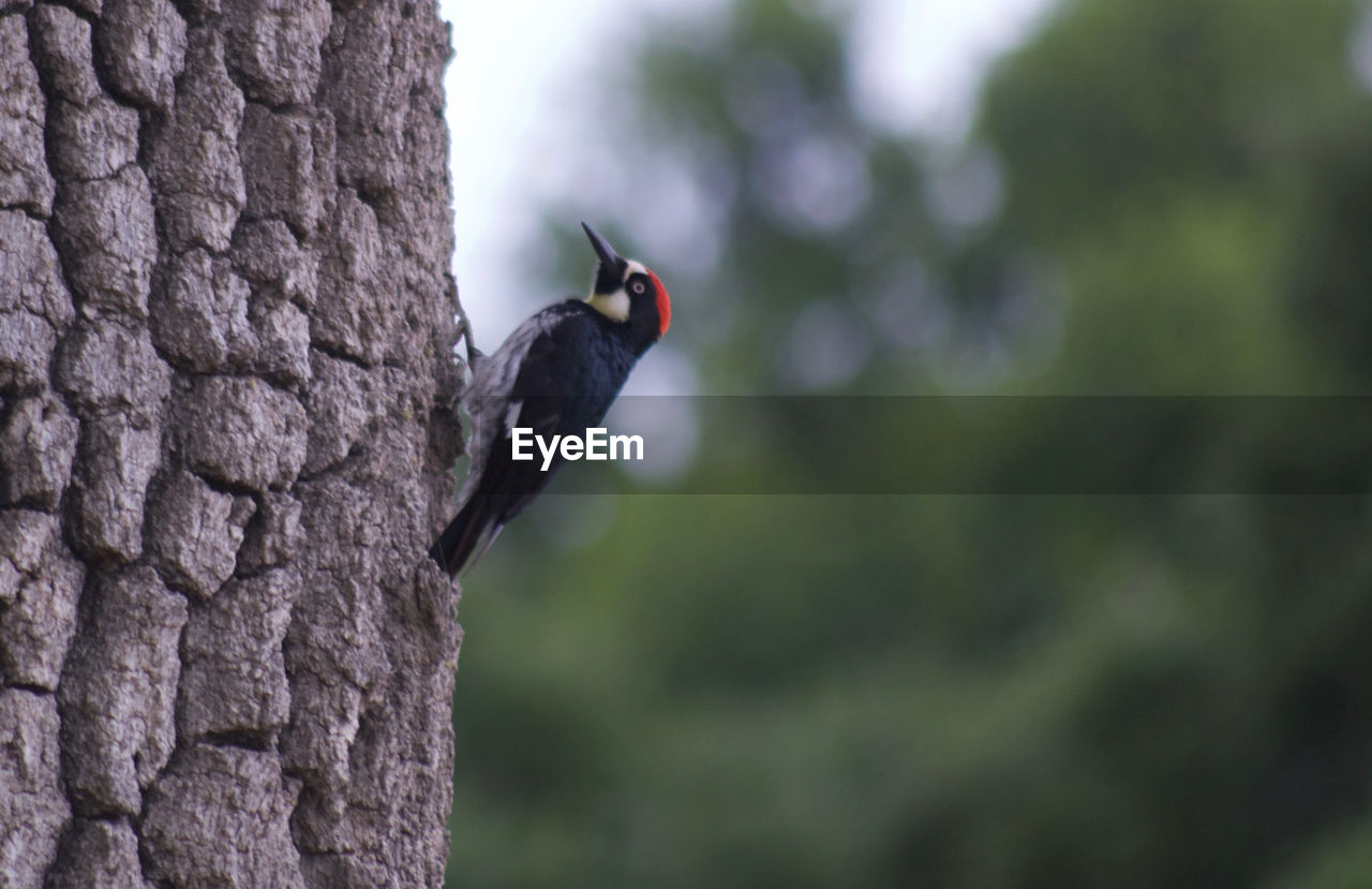 BIRD PERCHING ON TREE