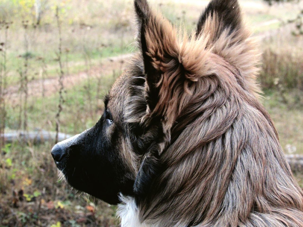 Rear view of dog looking away