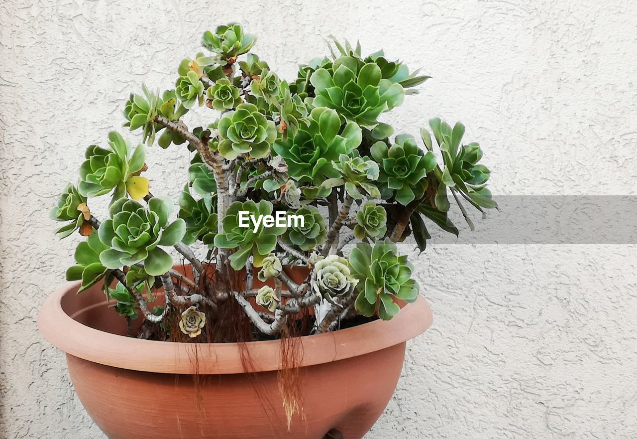 CLOSE-UP OF POTTED PLANT ON TABLE