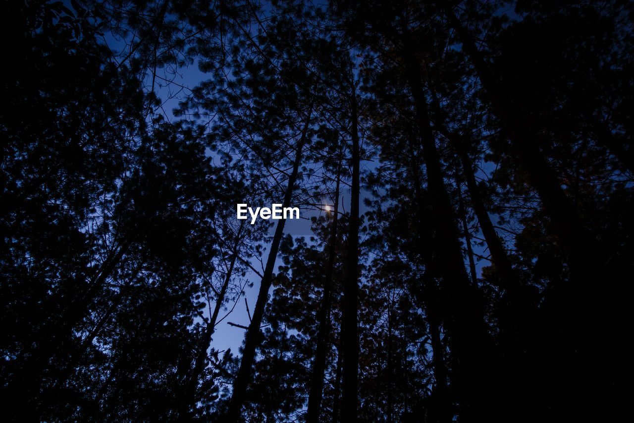 LOW ANGLE VIEW OF TREES AGAINST SKY