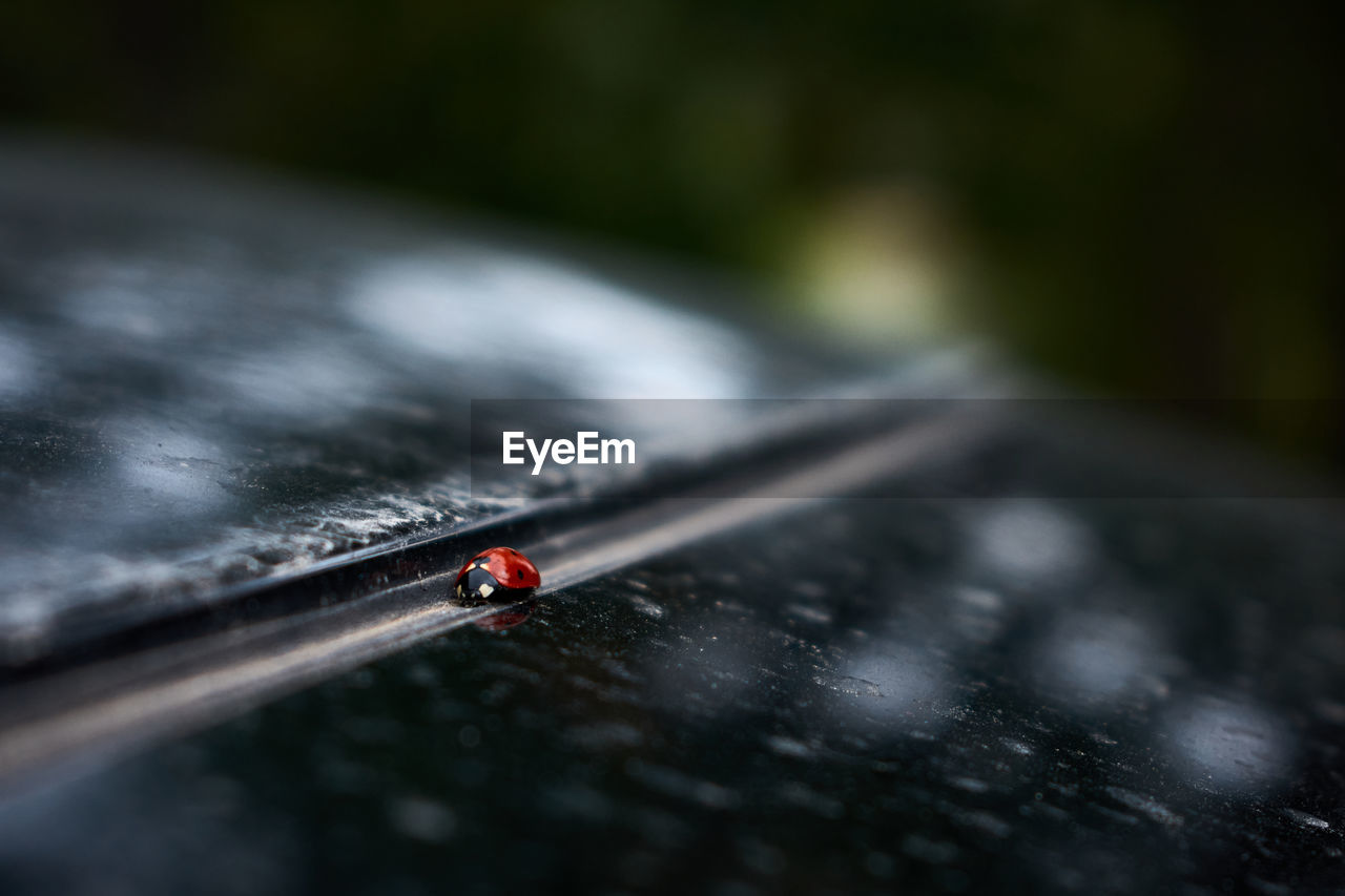 Close up of a ladybird