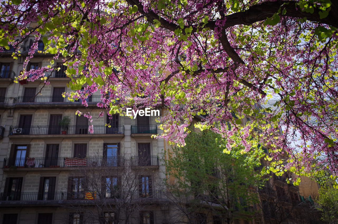 Low angle view of tree against building