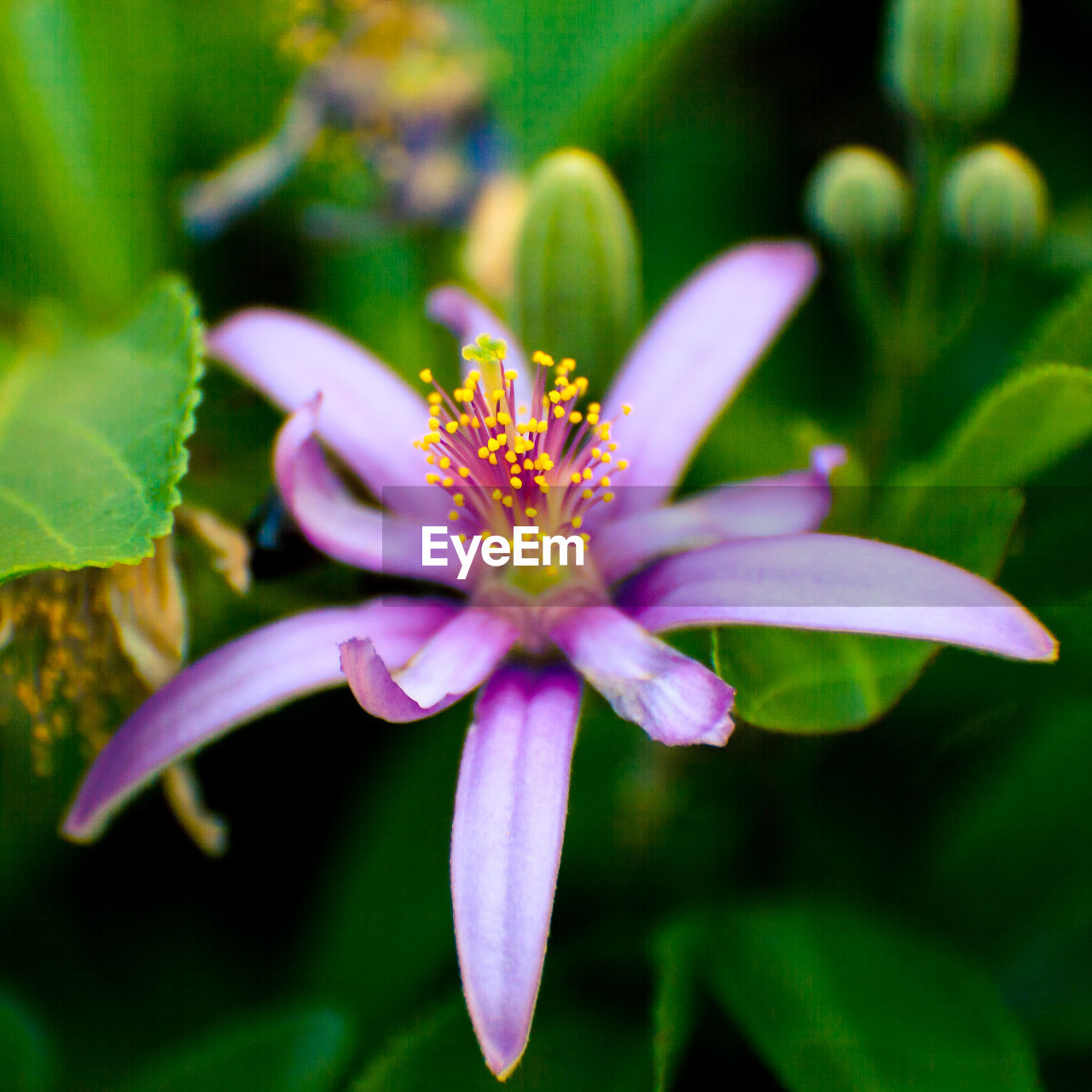 Close-up of pink flower