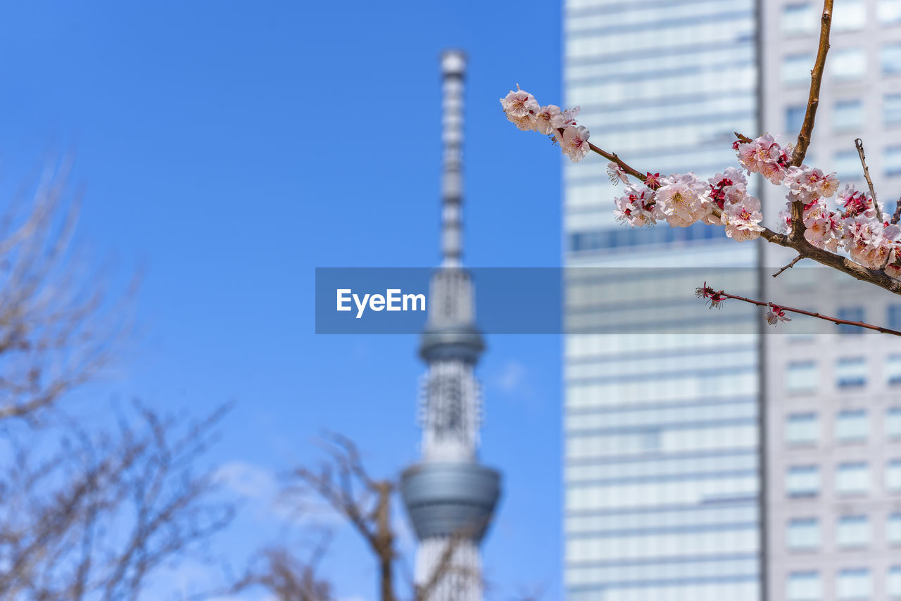 Branch of plum tree in bloom with the tokyo skytree tower in background.