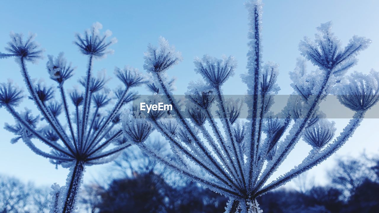 Low angle view of flowering plants against sky during winter