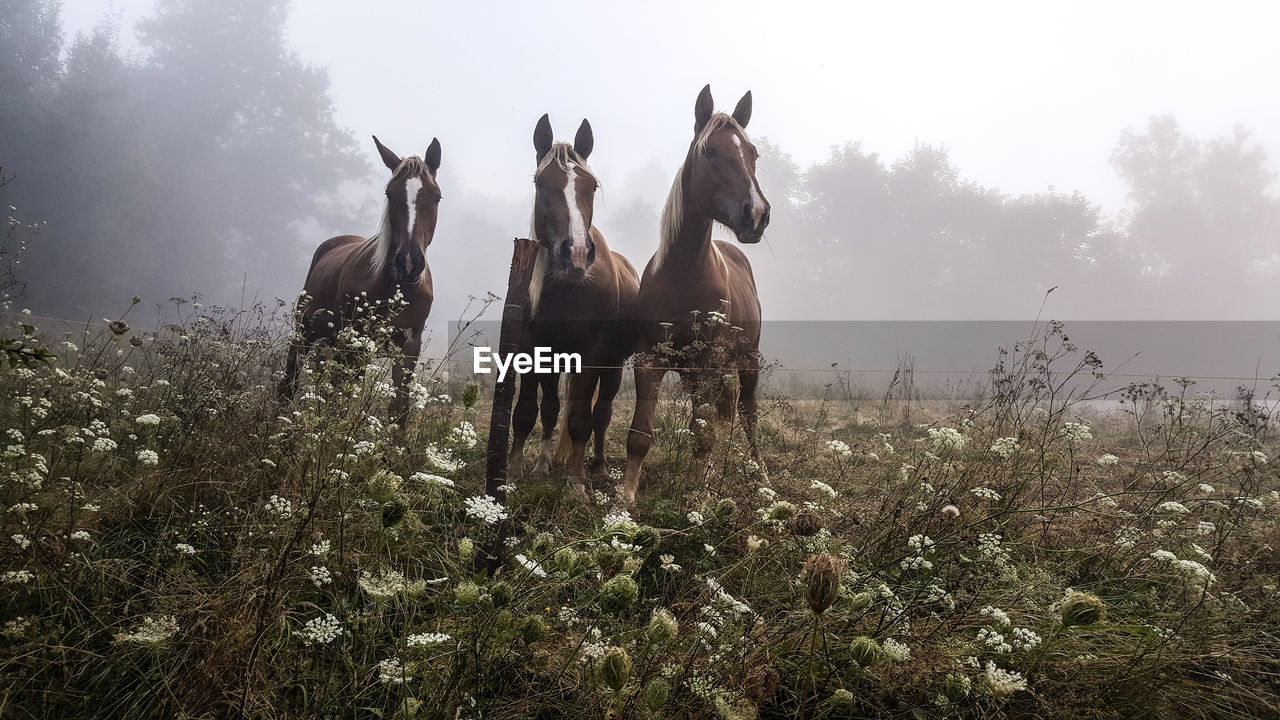 Horses by fence on field against sky during foggy weather
