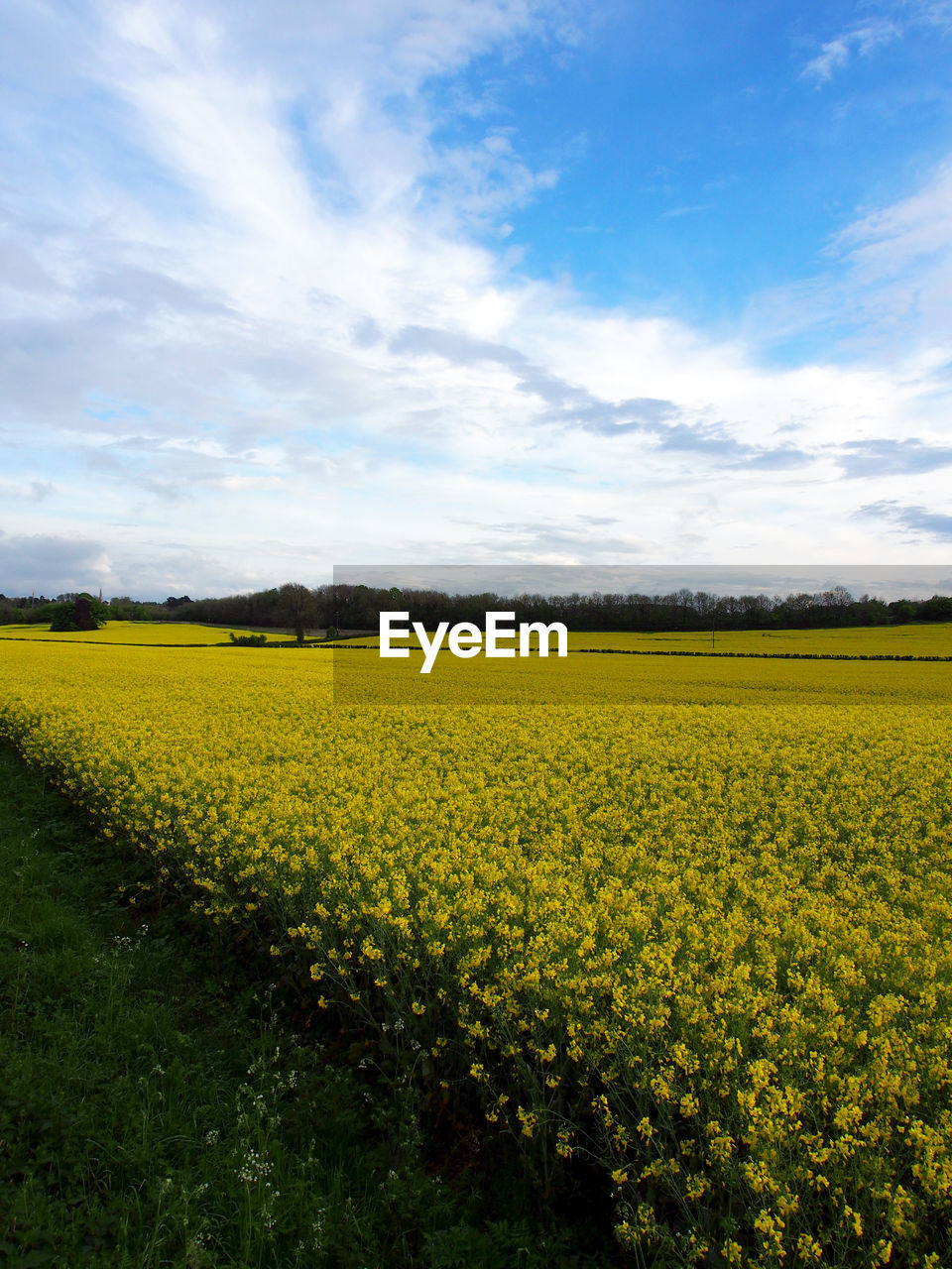 Scenic view of oilseed rape field against sky