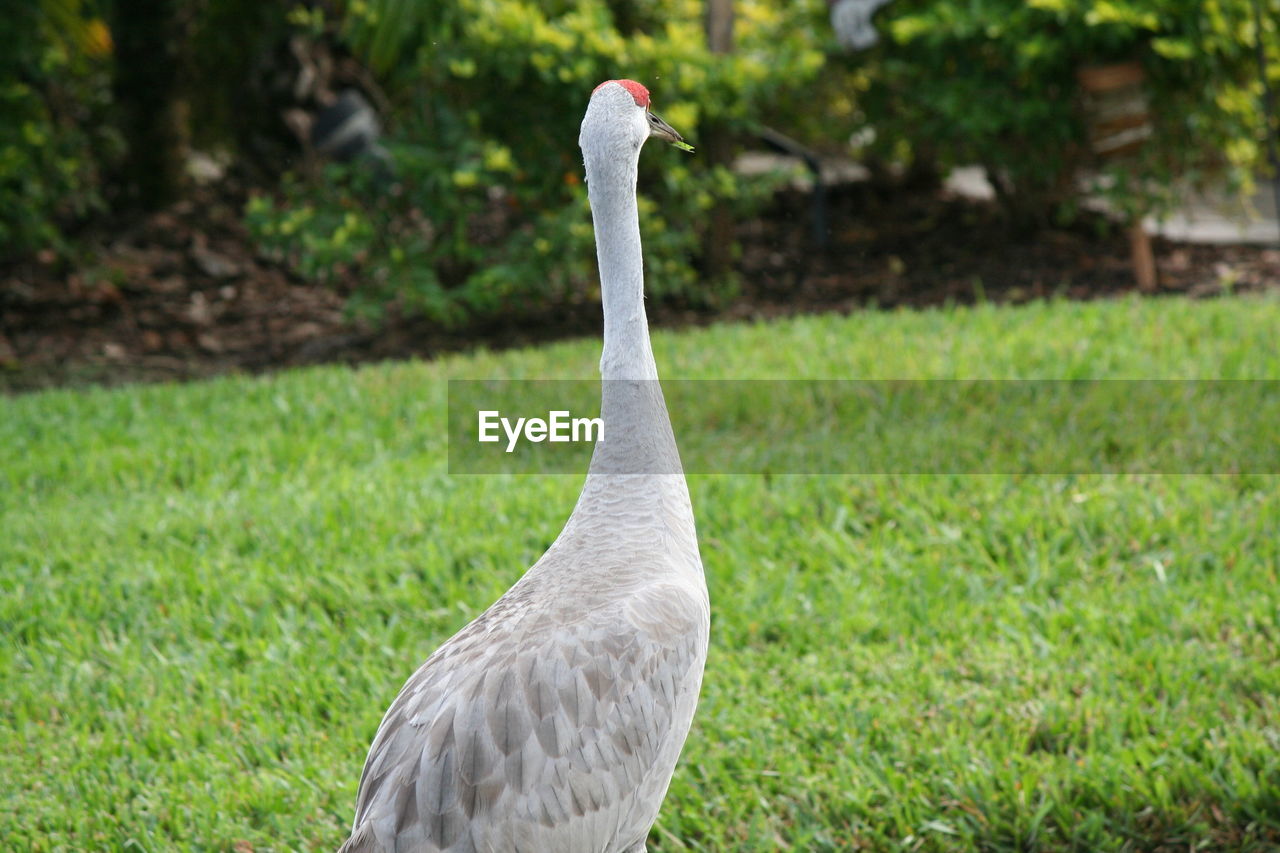 CLOSE-UP OF BIRD IN FIELD