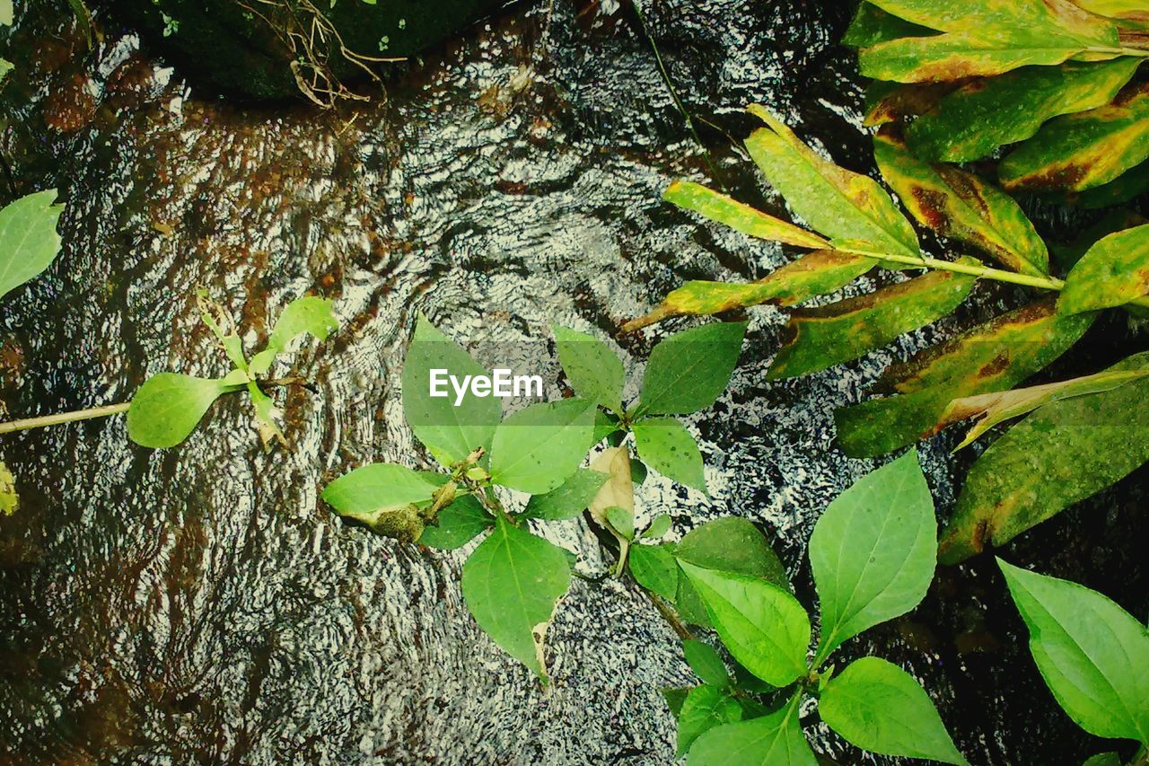 CLOSE-UP VIEW OF PLANT