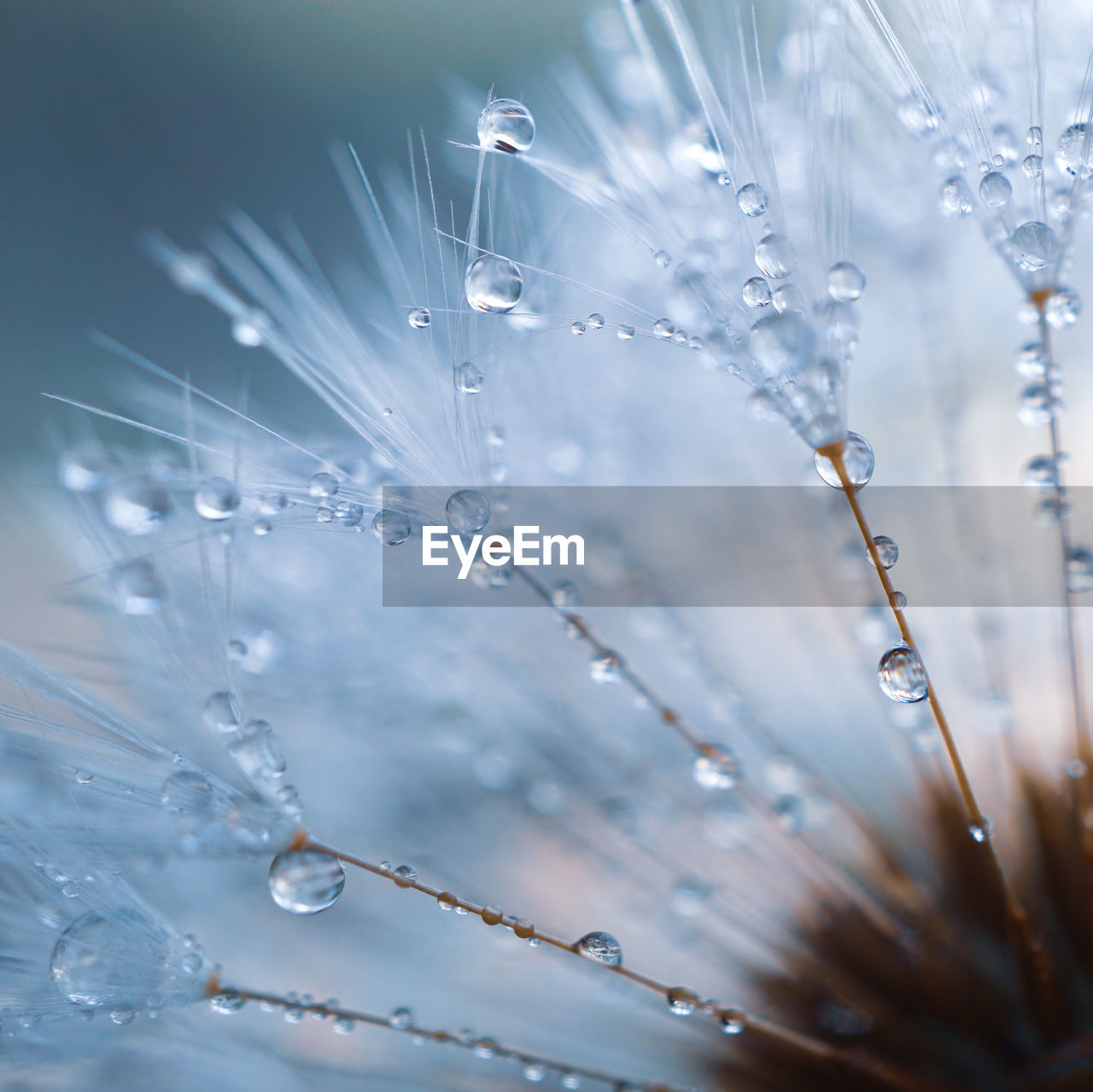 Raindrops on the dandelion seed , rainy days in spring