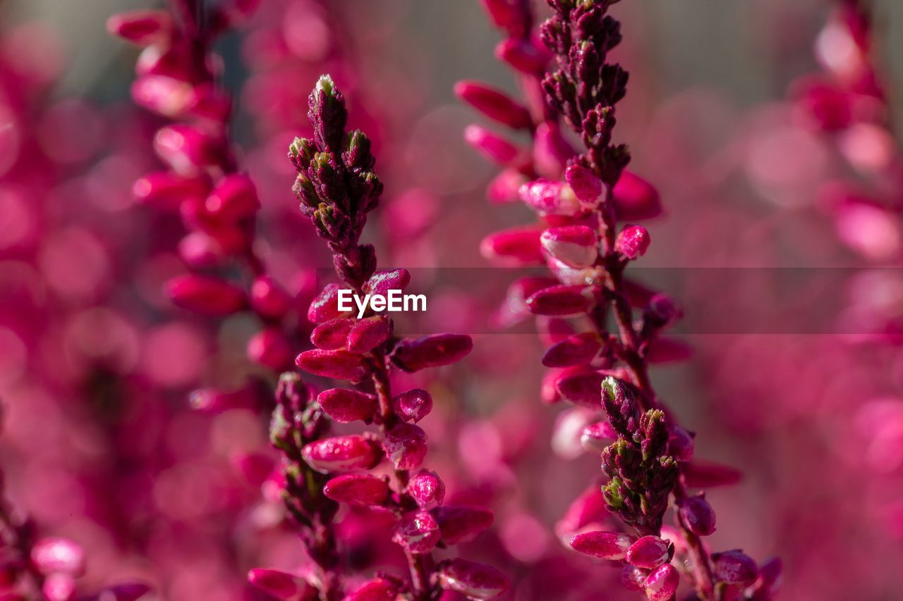 Close-up of blooming pink heather