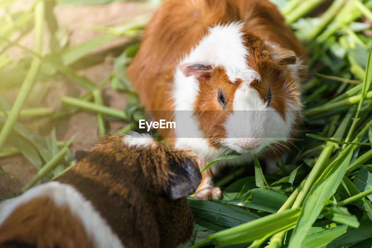 High angle view of rabbits eating grass