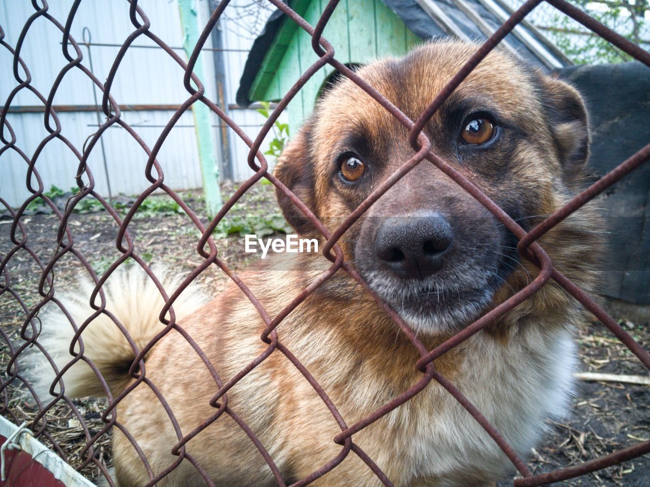 Close-up portrait of dog seen through chainlink fence