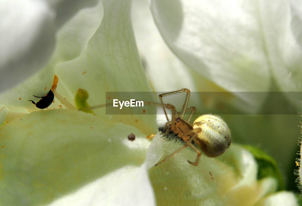 CLOSE-UP OF ANTS ON LEAF