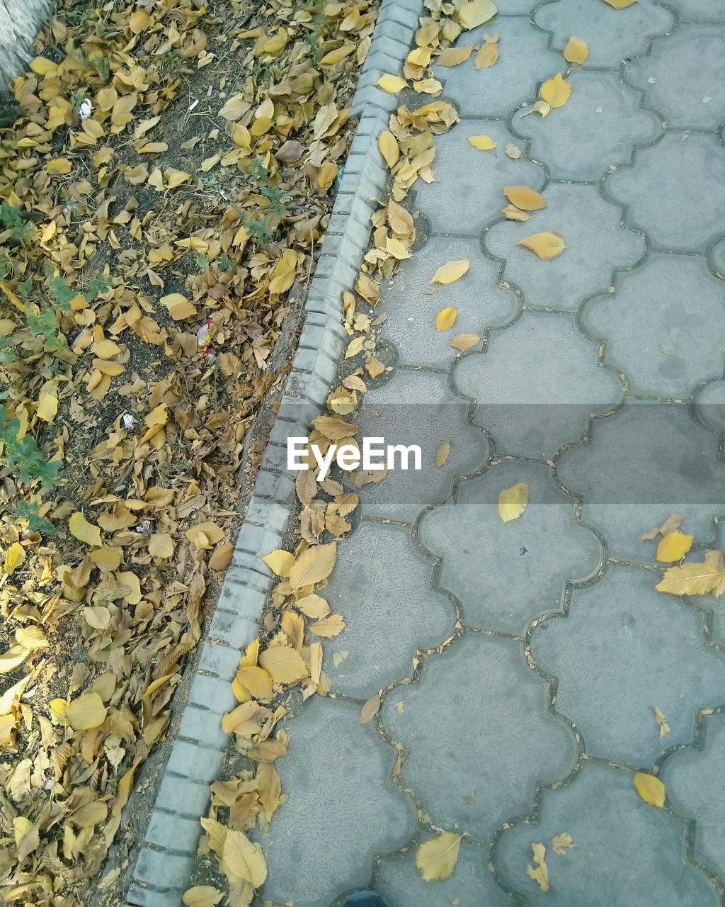 HIGH ANGLE VIEW OF DRY LEAVES ON ROAD