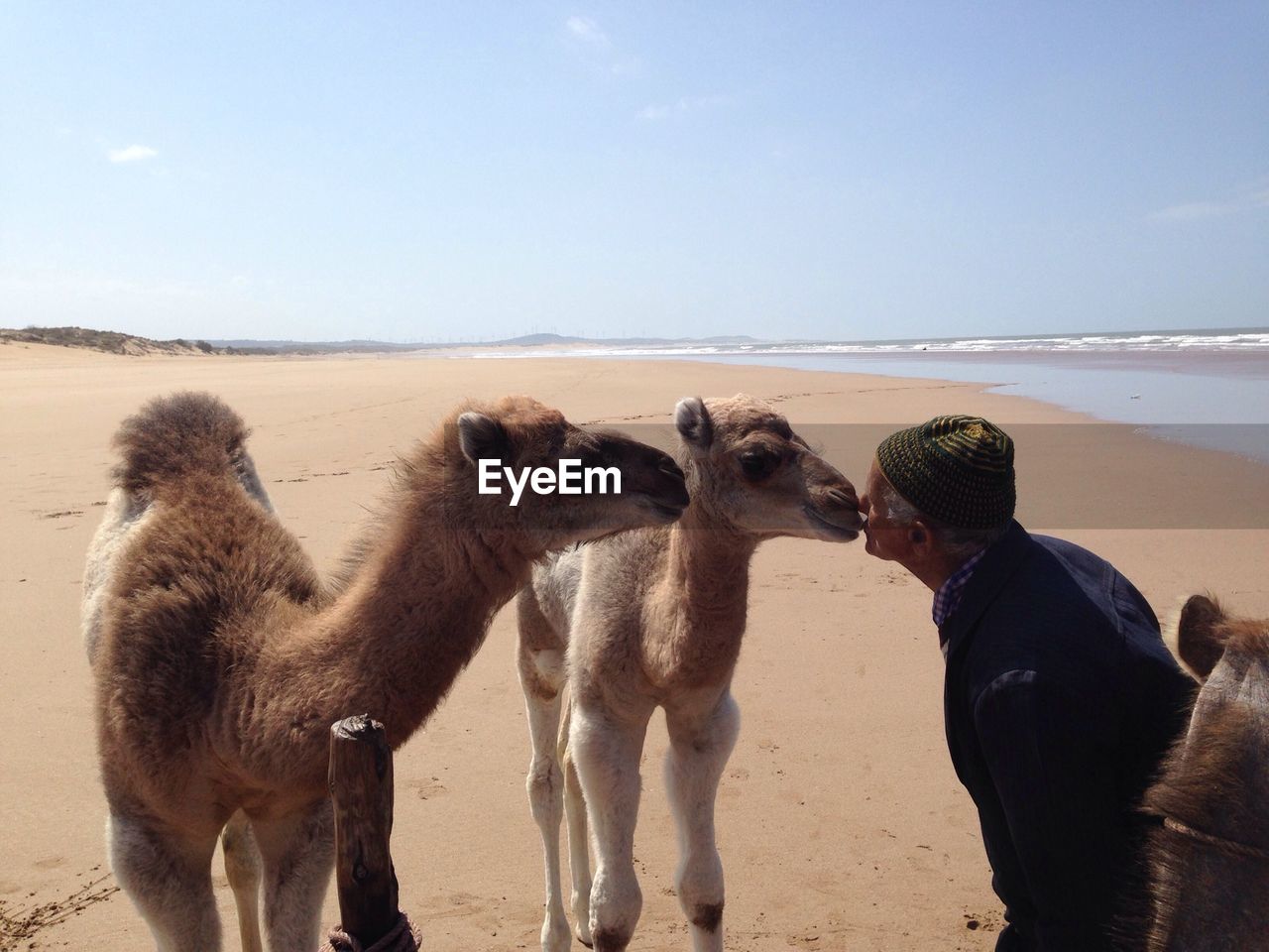 VIEW OF HORSES ON BEACH