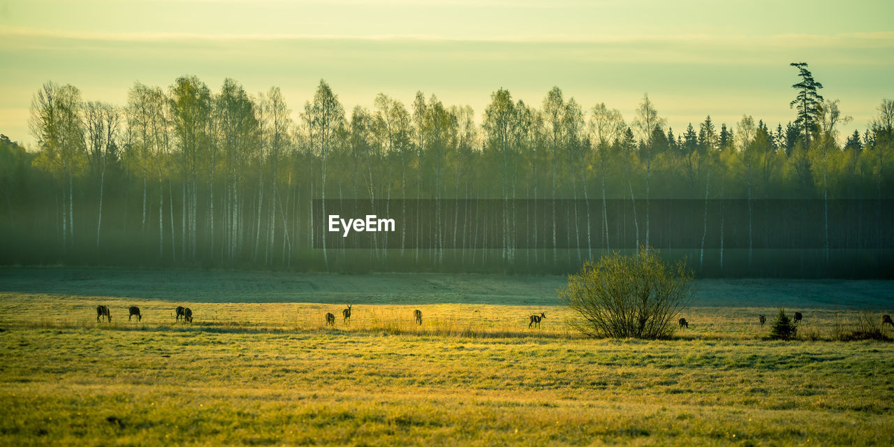 A beautiful misty morning with wild red deer herd grazing in the meadow. 