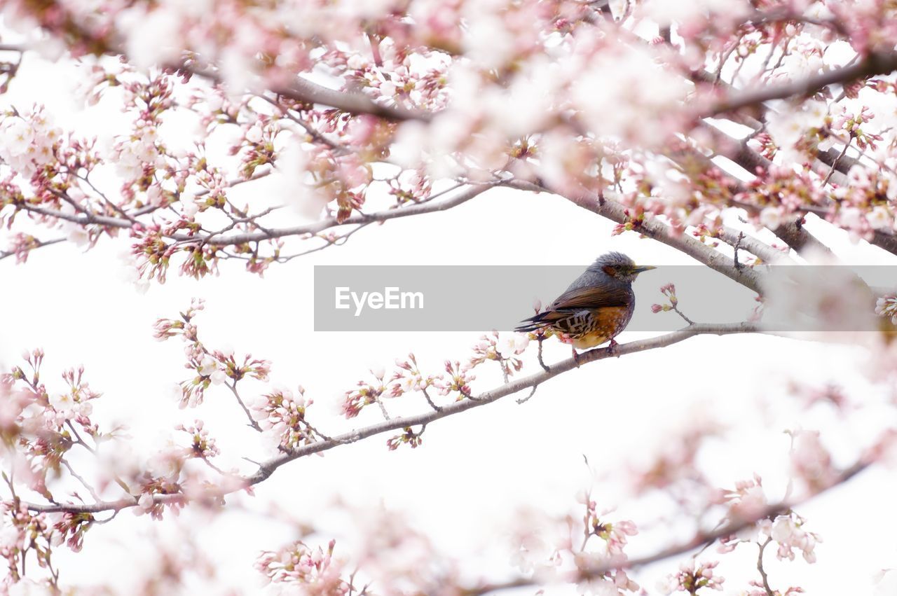 Close-up of bird perching on cherry tree