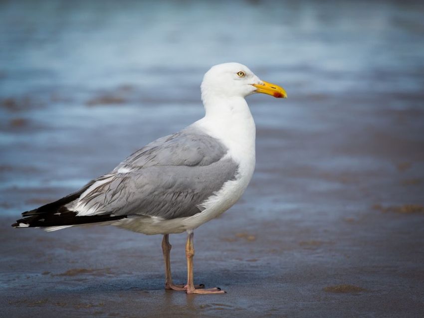 CLOSE-UP OF SEAGULL ON WATER