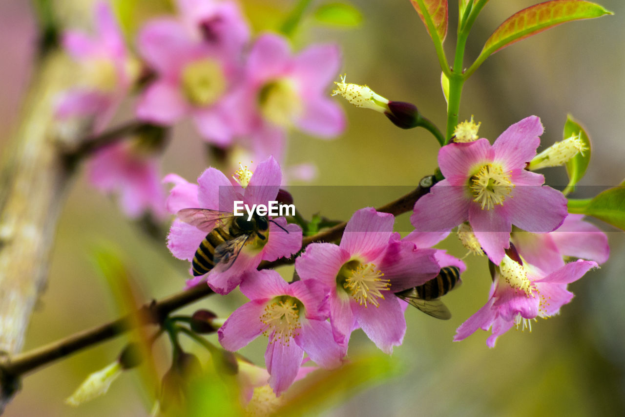 Close-up of honey bee pollinating flower