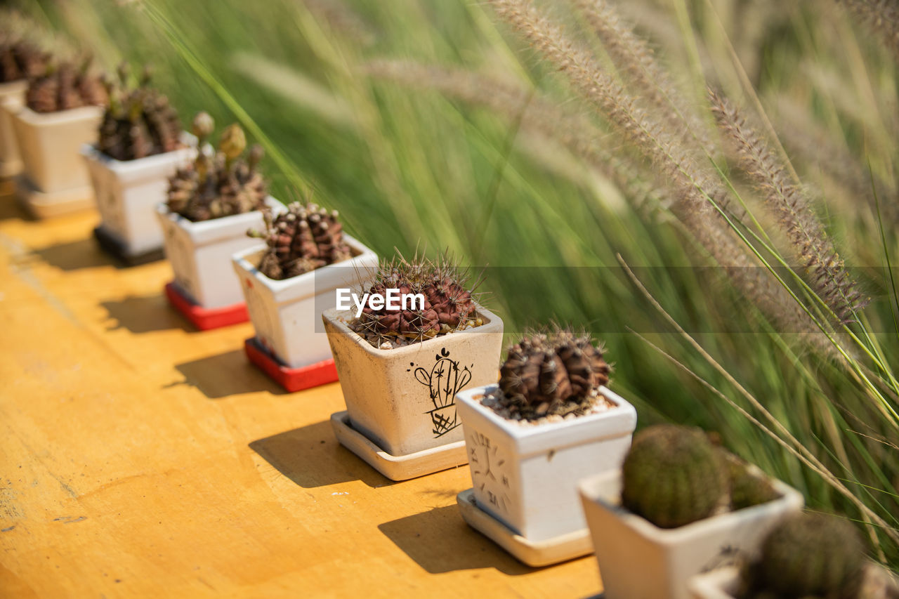 Close-up of potted plants on table