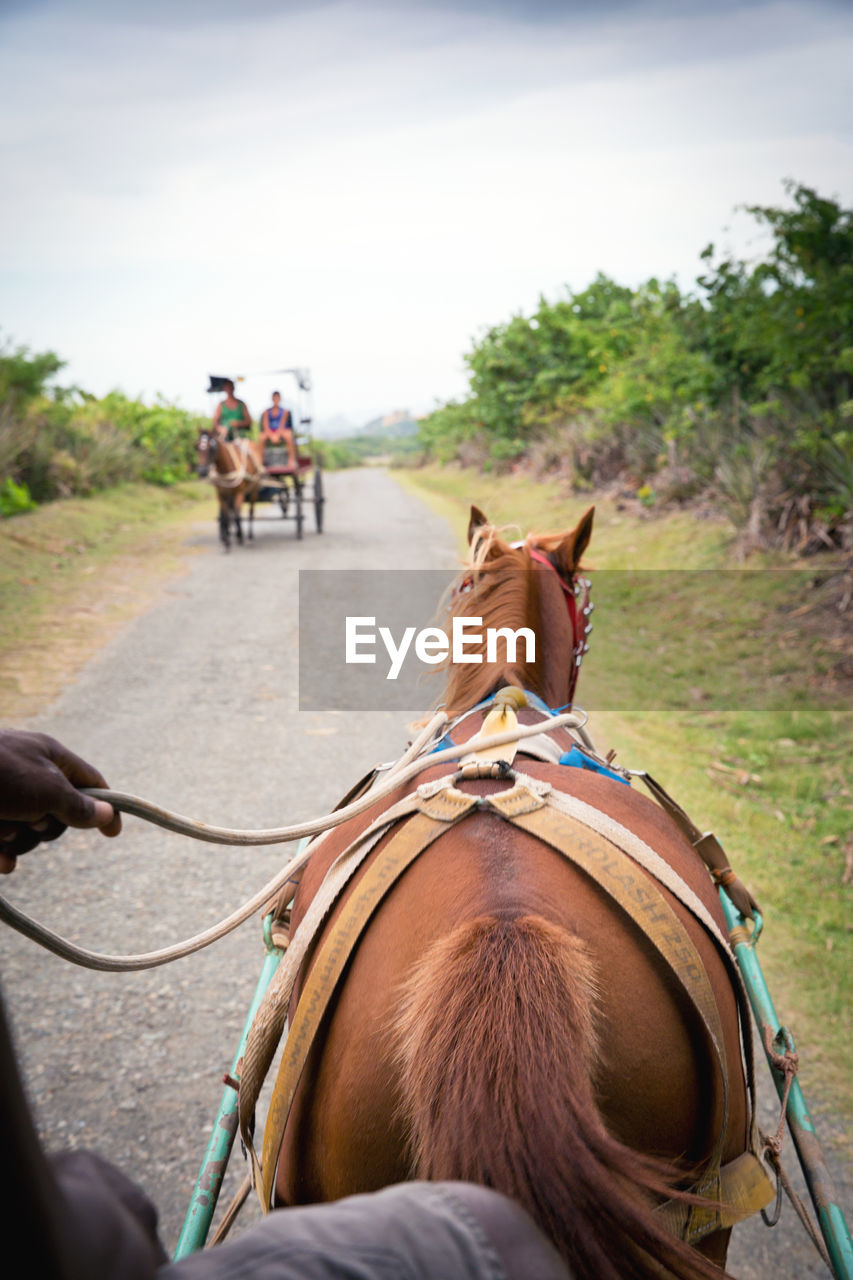 Cropped image of man riding horse cart on road against sky