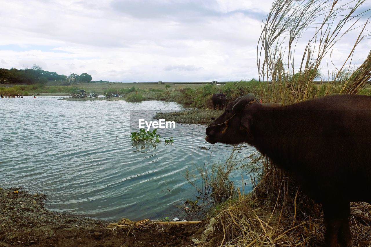 animal, animal themes, mammal, water, cloud, domestic animals, wildlife, nature, animal wildlife, one animal, sky, cattle, plant, lake, no people, rural area, pet, livestock, day, outdoors, landscape, grass, environment, beauty in nature, domestic cattle, water buffalo, cow, american bison, land, side view