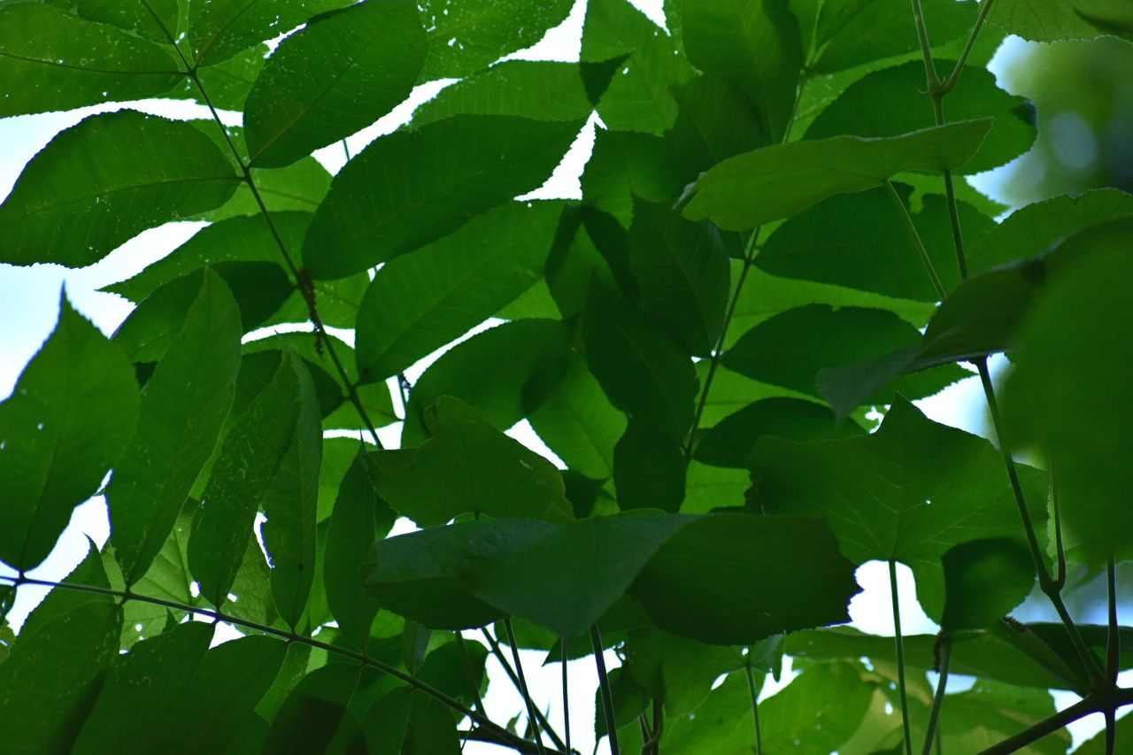 CLOSE-UP OF FRESH GREEN LEAVES