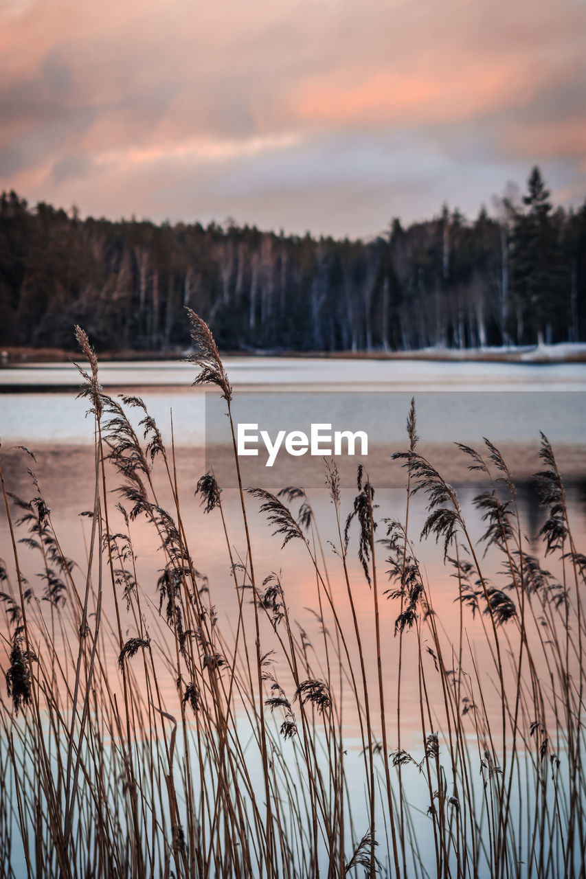 Plants by lake against sky during sunset