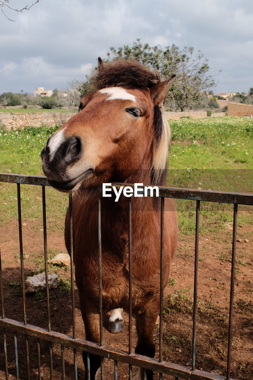 HORSE STANDING ON FIELD AGAINST SKY