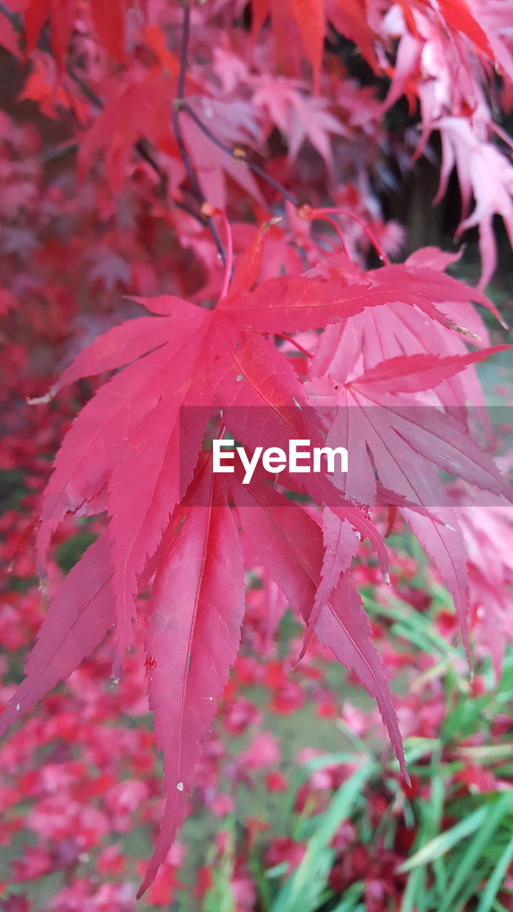 FULL FRAME SHOT OF WET RED LEAVES