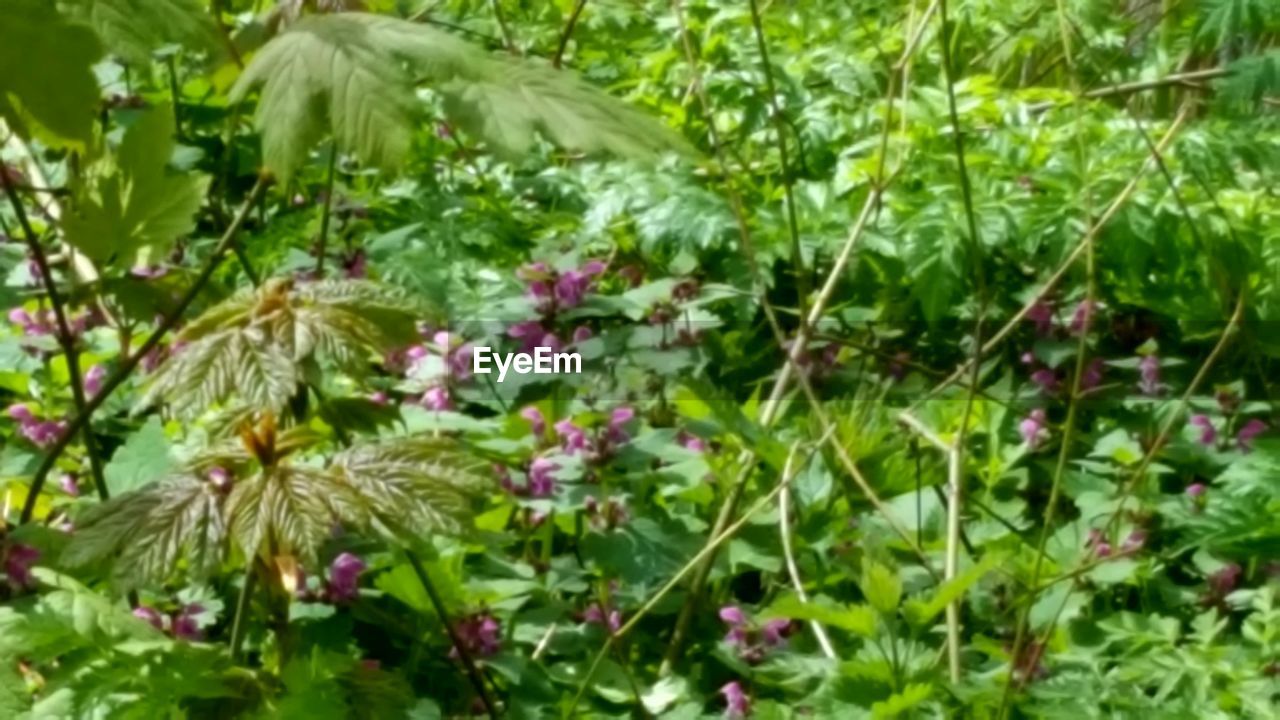 CLOSE-UP OF PLANT