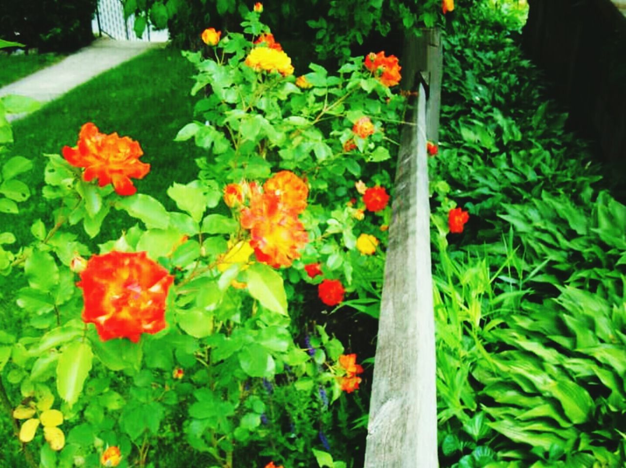 CLOSE-UP OF FLOWERS BLOOMING IN PARK