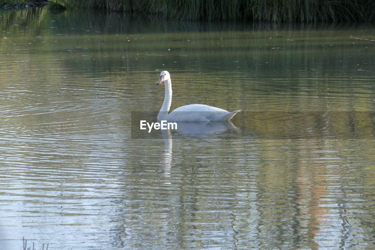 SWAN SWIMMING ON LAKE