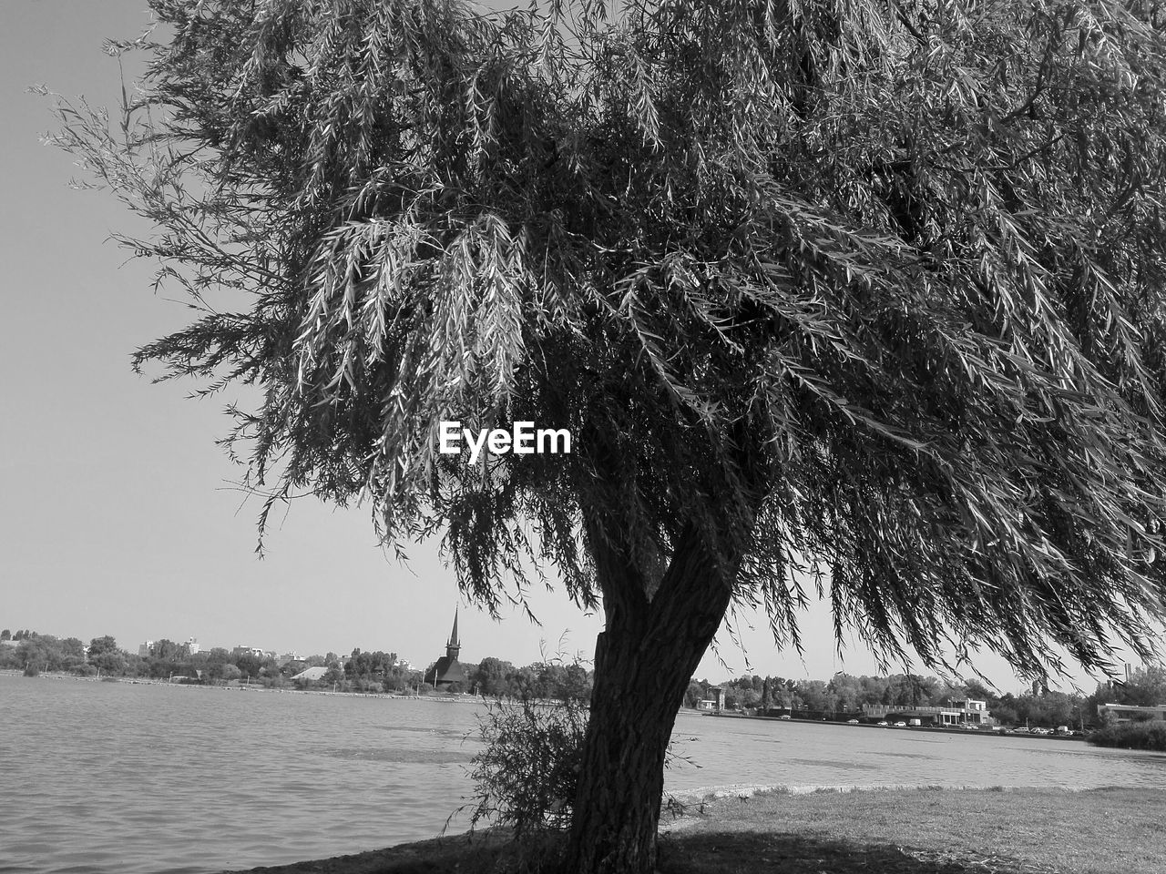 SCENIC VIEW OF TREE BY SEA AGAINST SKY