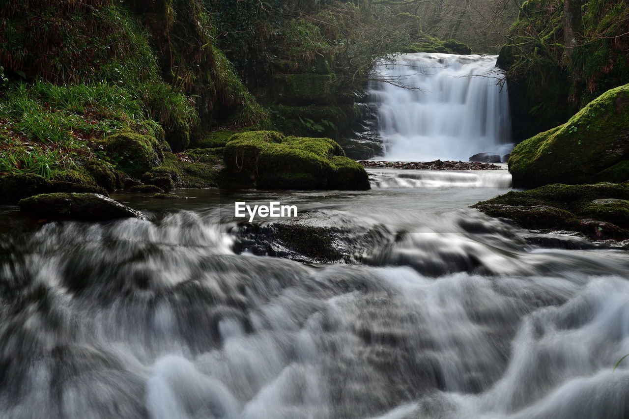 Scenic view of waterfall in forest