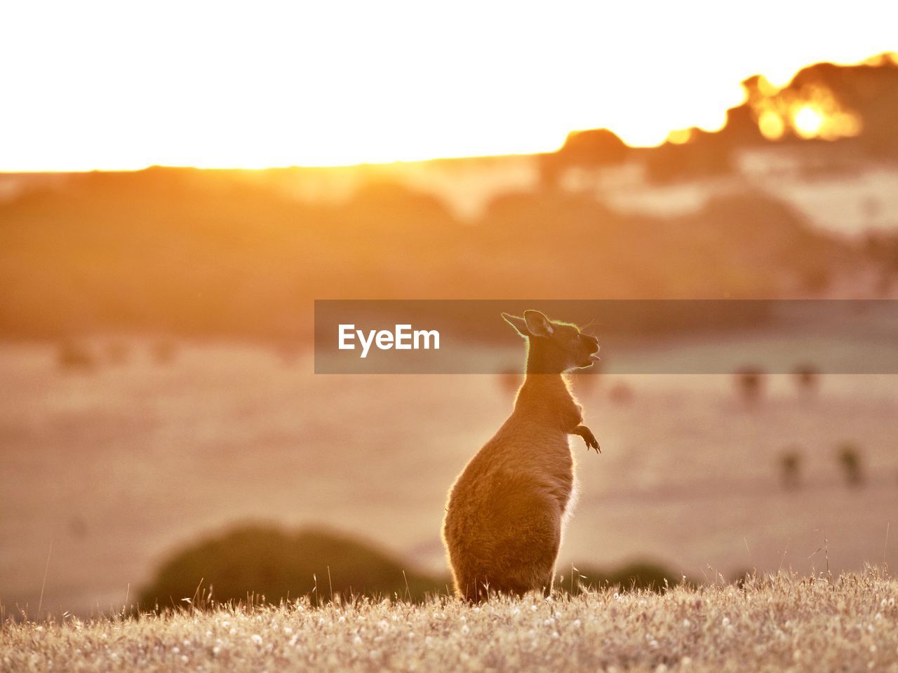 View of a kangaroo standing up against the sun