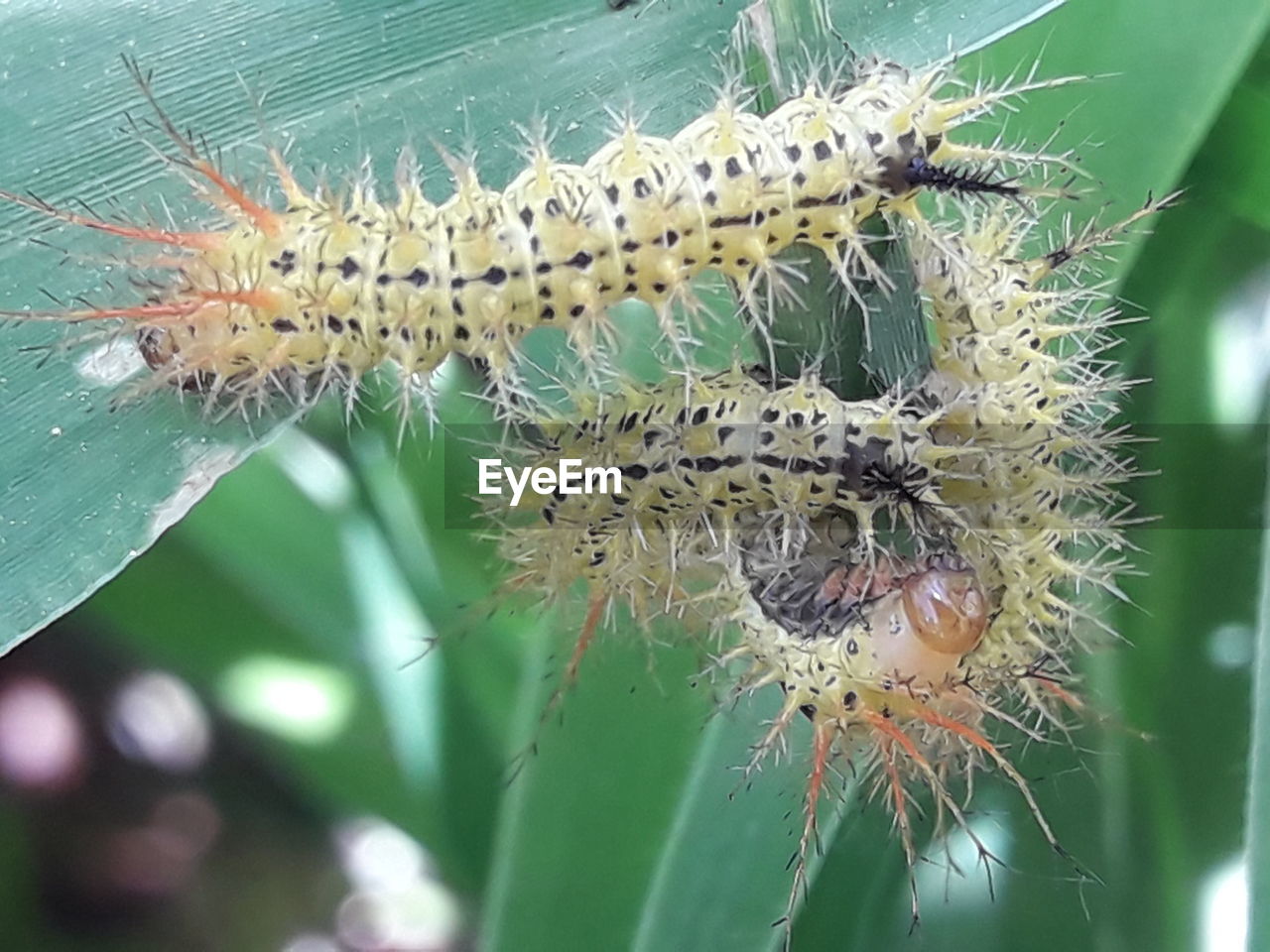 CLOSE-UP OF CATERPILLAR ON PRICKLY PEAR CACTUS