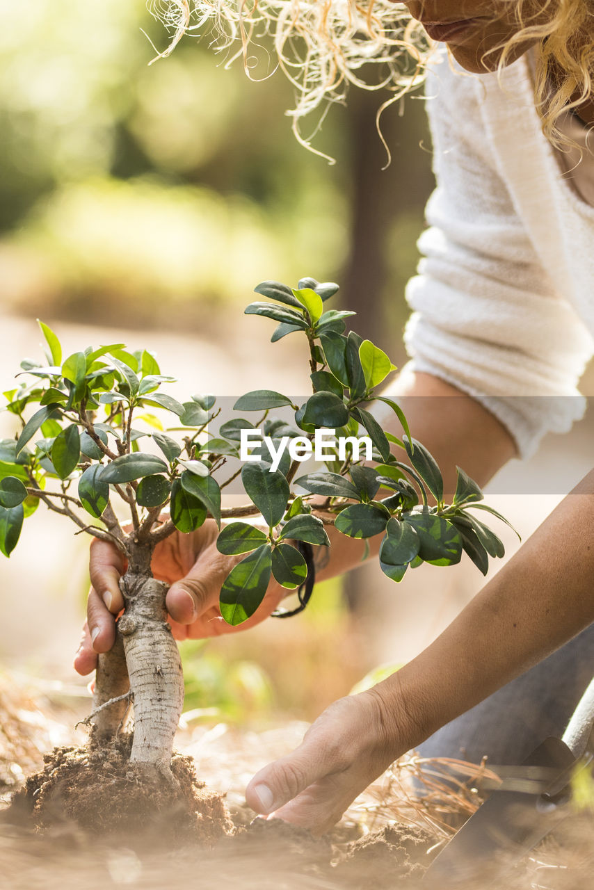 cropped hand of man holding plant