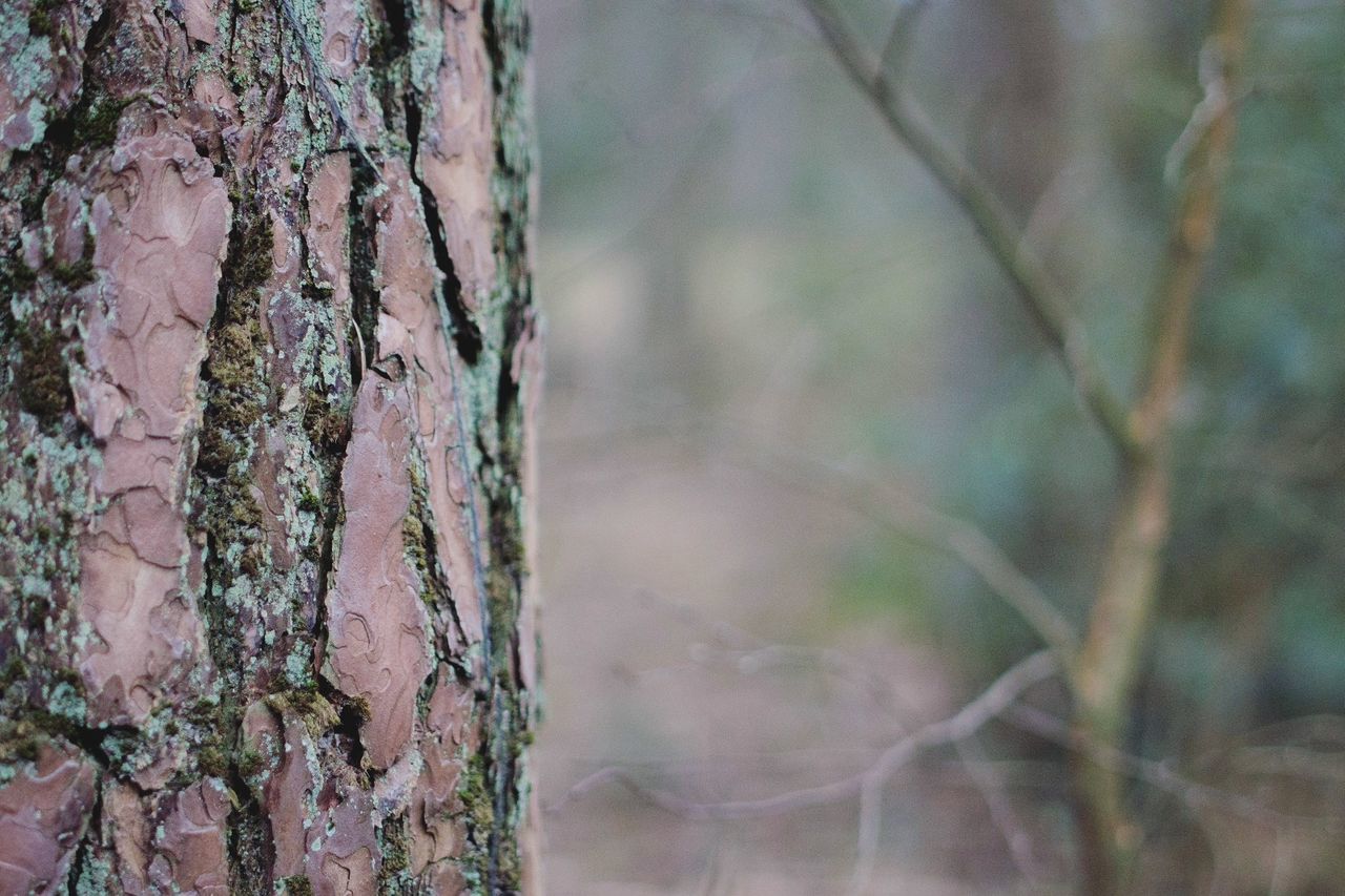 Close-up of tree trunk