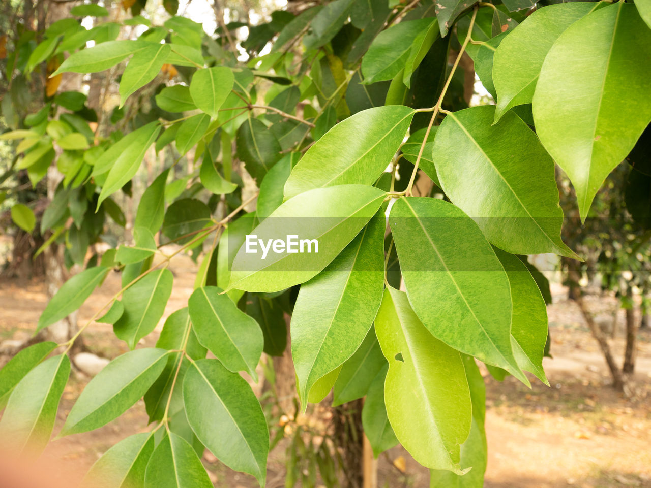 CLOSE-UP OF GREEN LEAVES