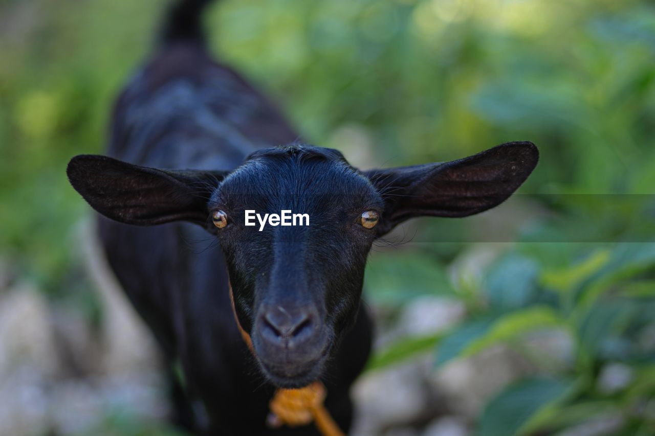 Close-up portrait of black