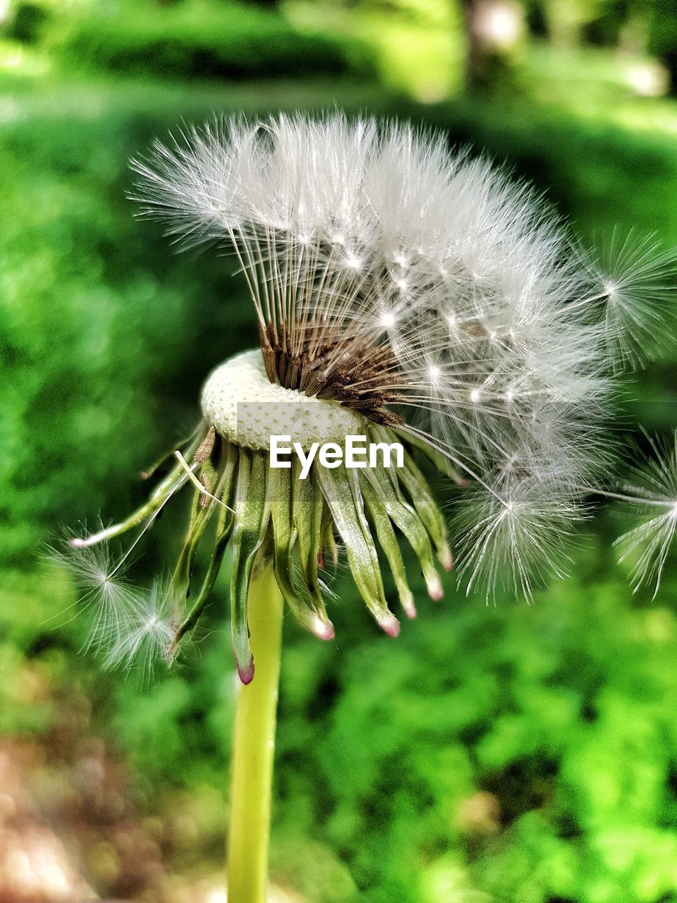 Close-up of dandelion on plant