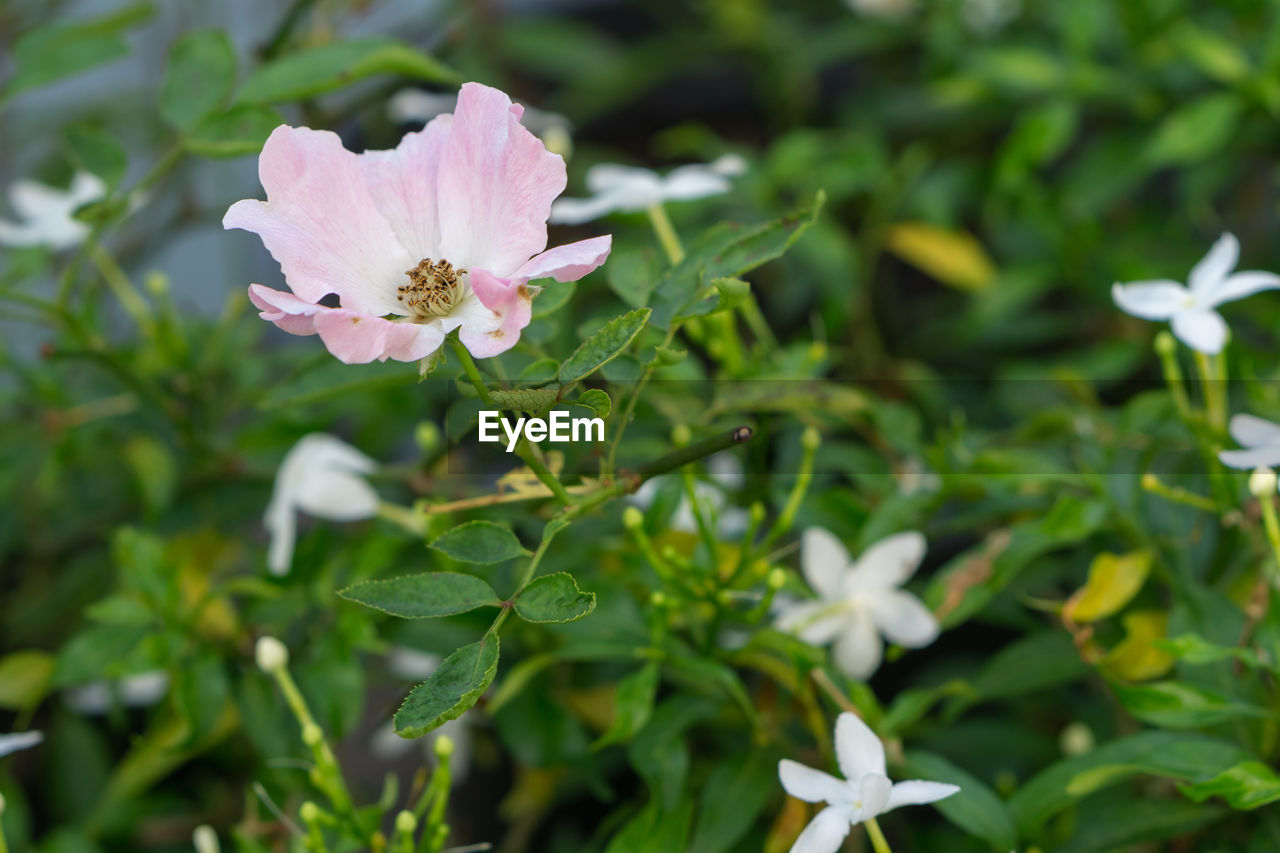 CLOSE-UP OF PINK ROSE FLOWER