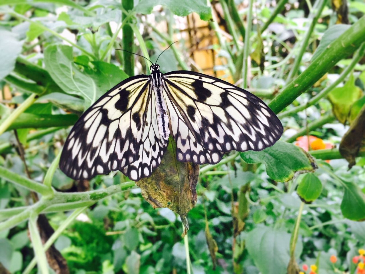 CLOSE-UP OF BUTTERFLY PERCHING ON LEAF