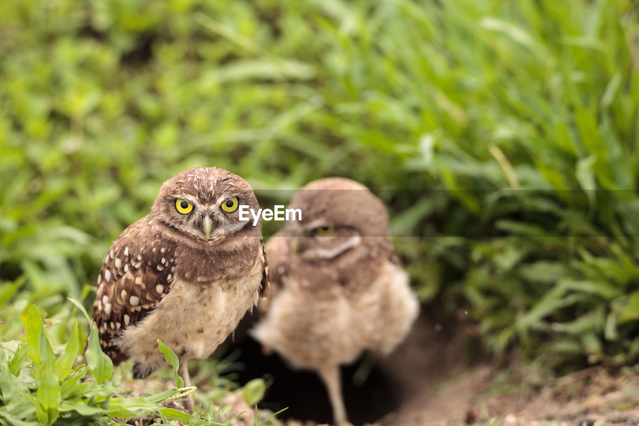 Family with baby burrowing owls athene cunicularia perched outside a burrow on marco island, florida