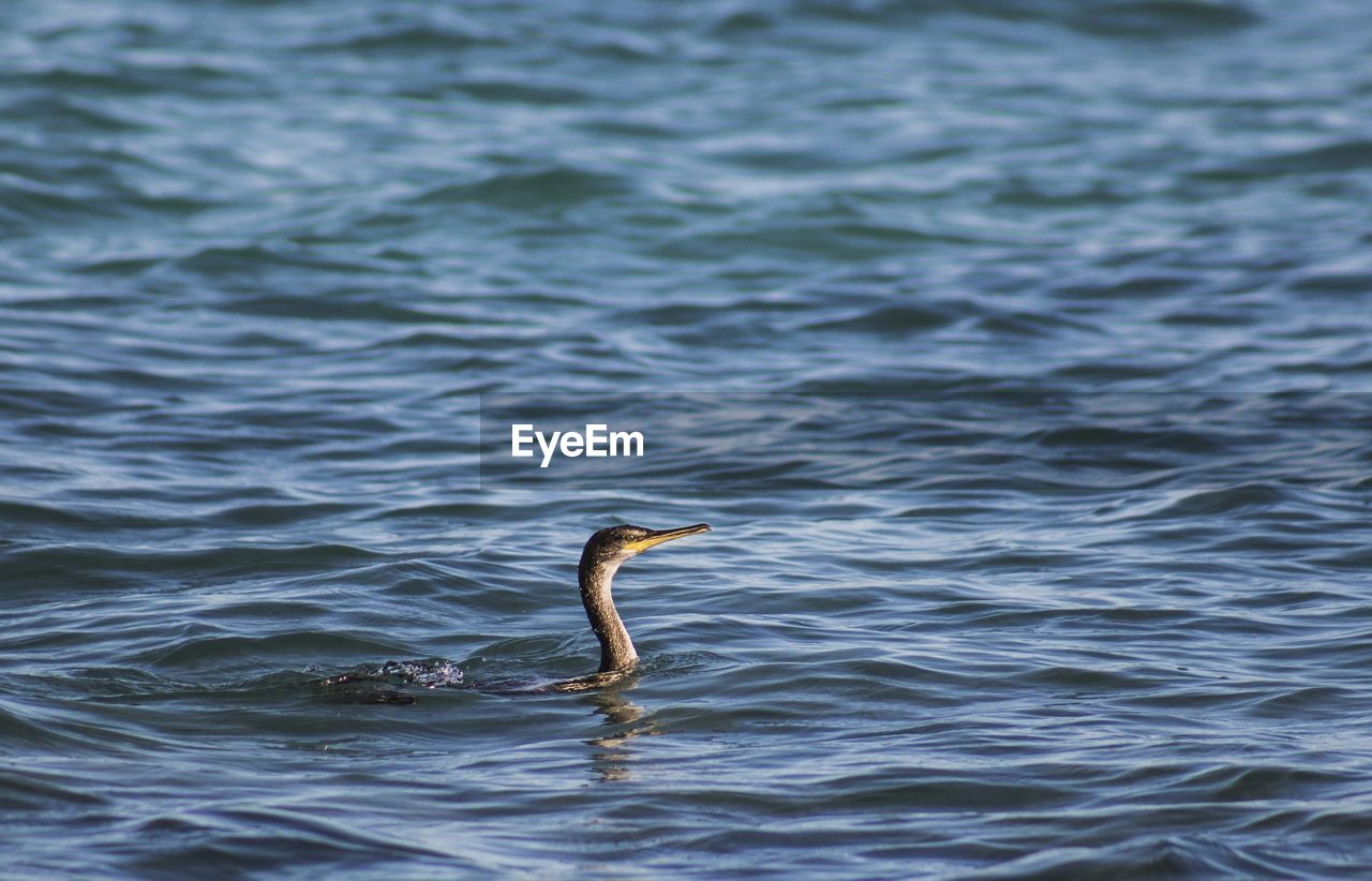 VIEW OF A BIRD IN LAKE