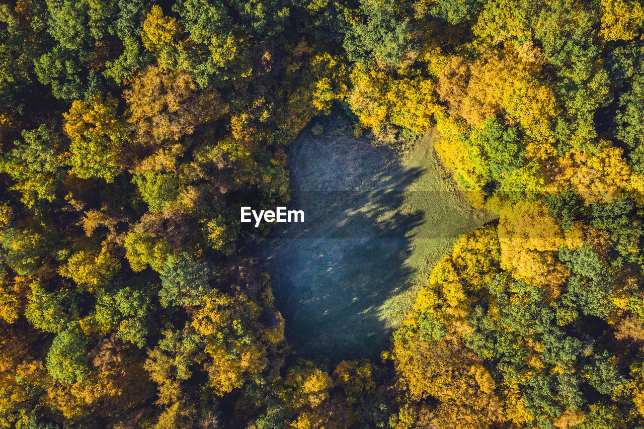 Aerial view of trees in forest during autumn