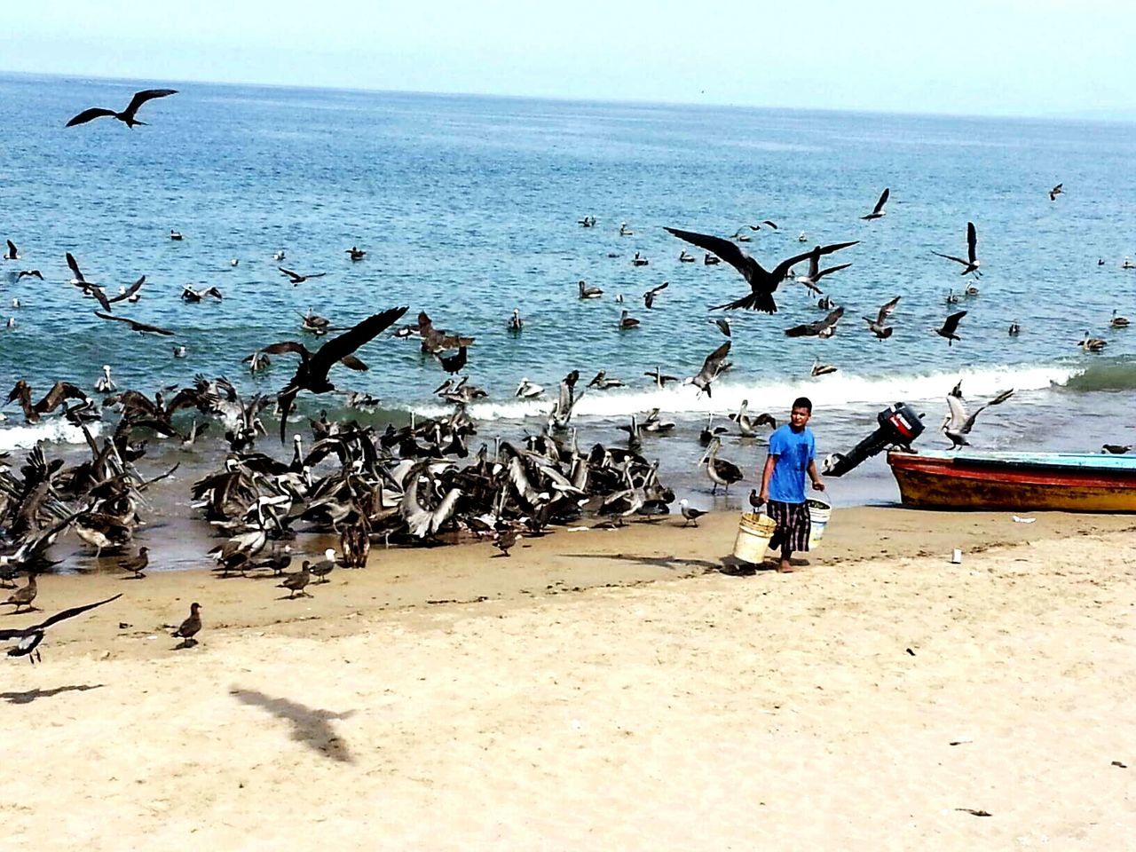 BIRDS FLYING OVER BEACH