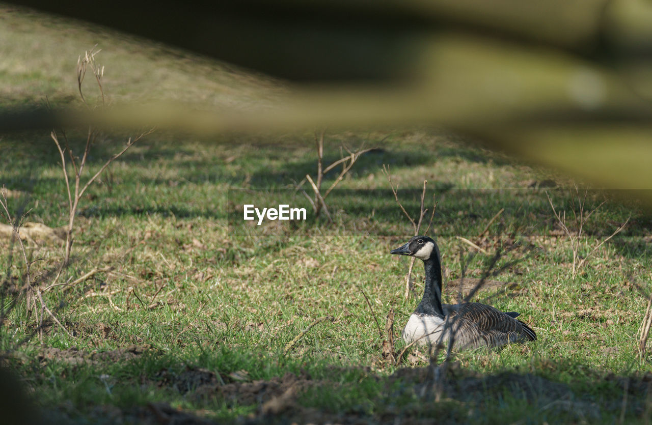 nature, animal themes, grass, animal, green, wildlife, animal wildlife, bird, plant, no people, one animal, day, selective focus, land, water bird, outdoors, wetland, field, duck, goose, meadow